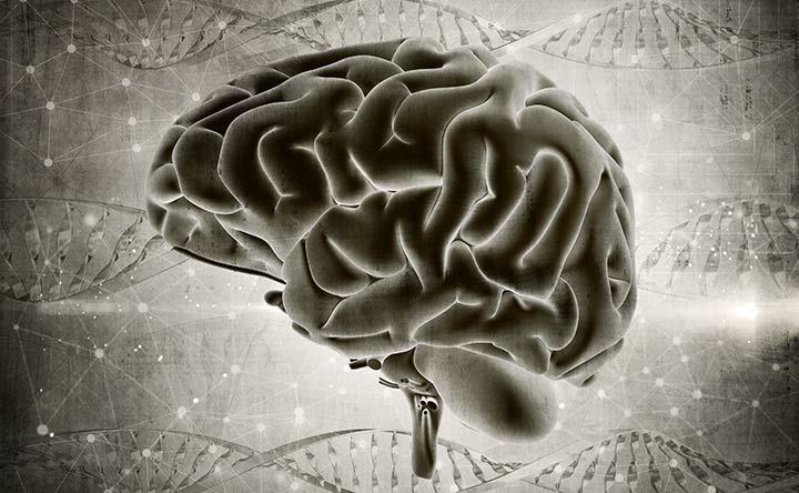 L’assenza di una proteina può fermare il tumore al cervello?