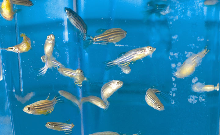 Curare il carcinoma mammario, gli effetti dei fattori embrionali di pesce