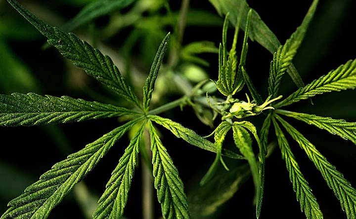 Cancro: approfondimenti sull'uso di marijuana e oppioidi