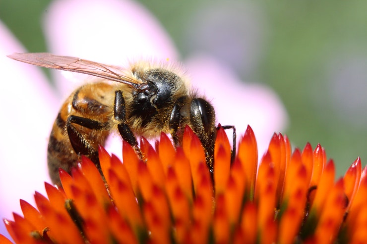 Cancro al seno: un aiuto dalle api